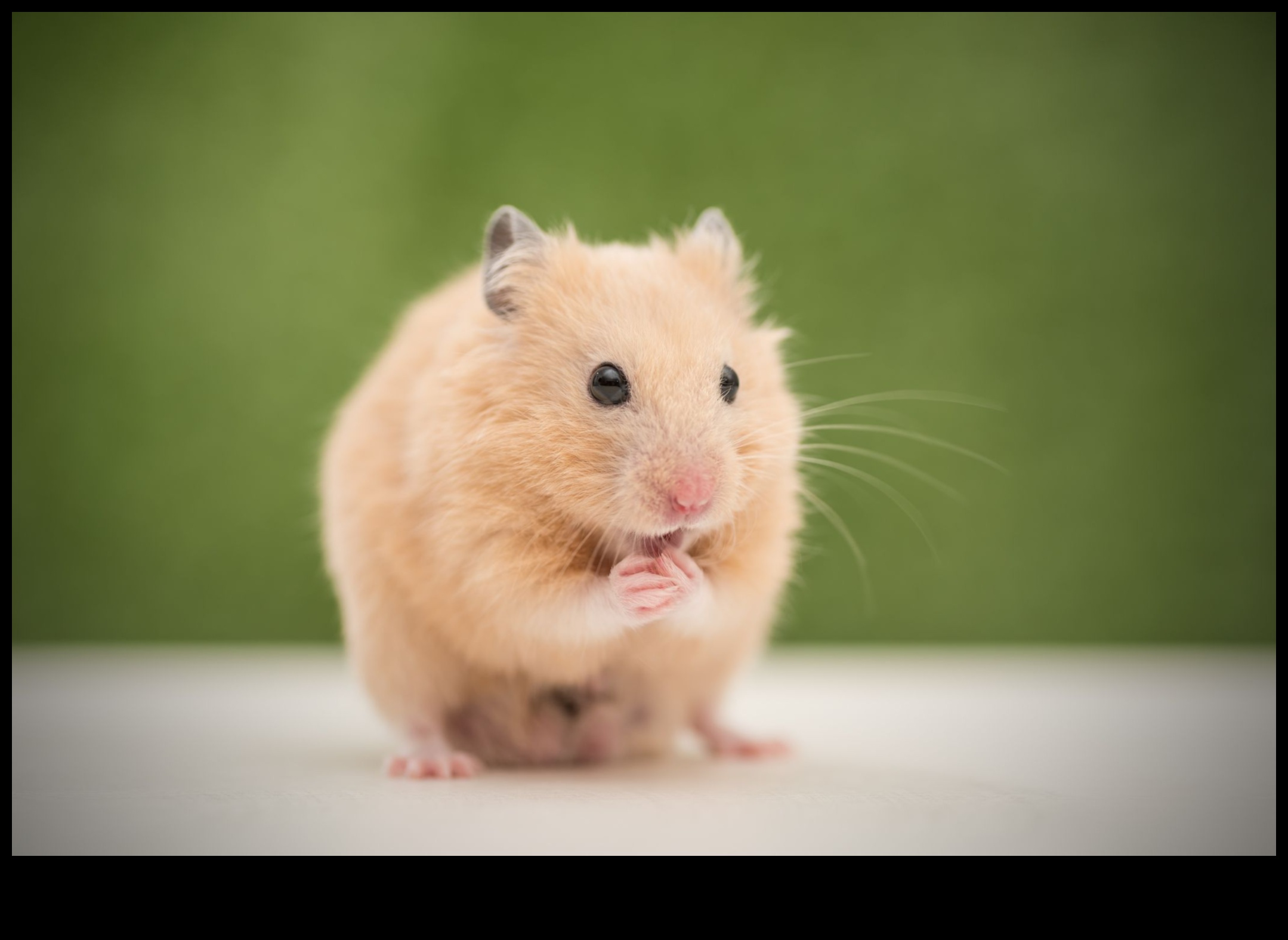 Rase de hamsteri Continuare: Caracteristici unice ale soiurilor rare