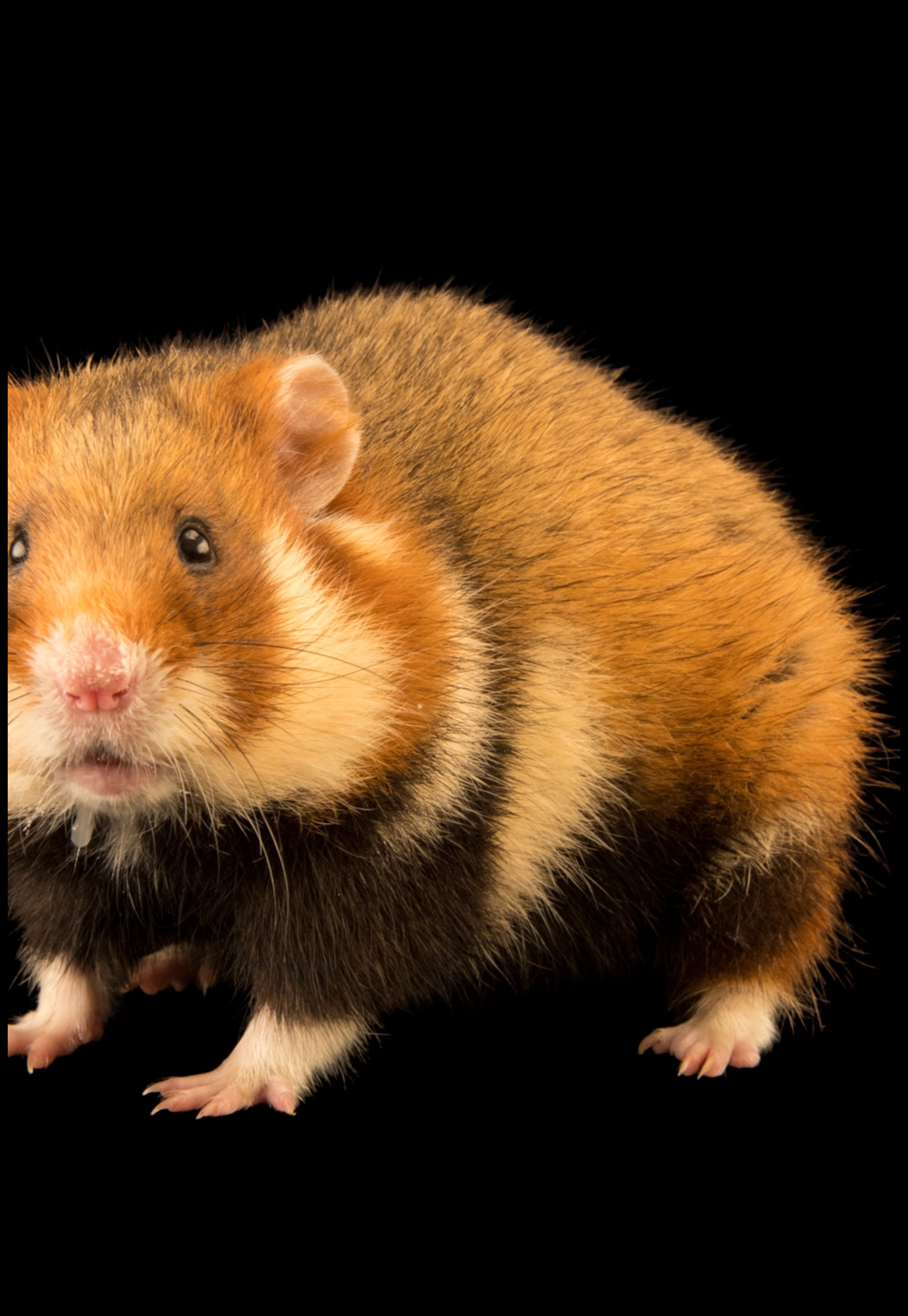 Rase de hamsteri Continuare: Caracteristici unice ale soiurilor rare