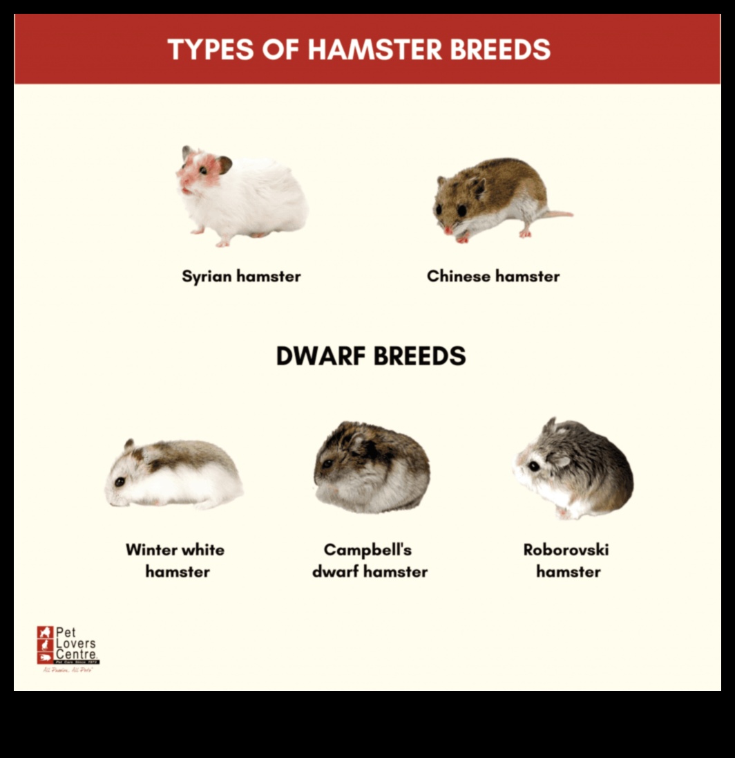 Rase de hamsteri Continuare: Caracteristici unice ale soiurilor rare