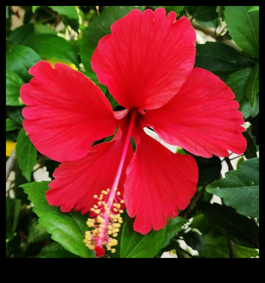 Morning Bloom: Începeți -vă ziua chiar cu zestul plin de viață al lui Hibiscus