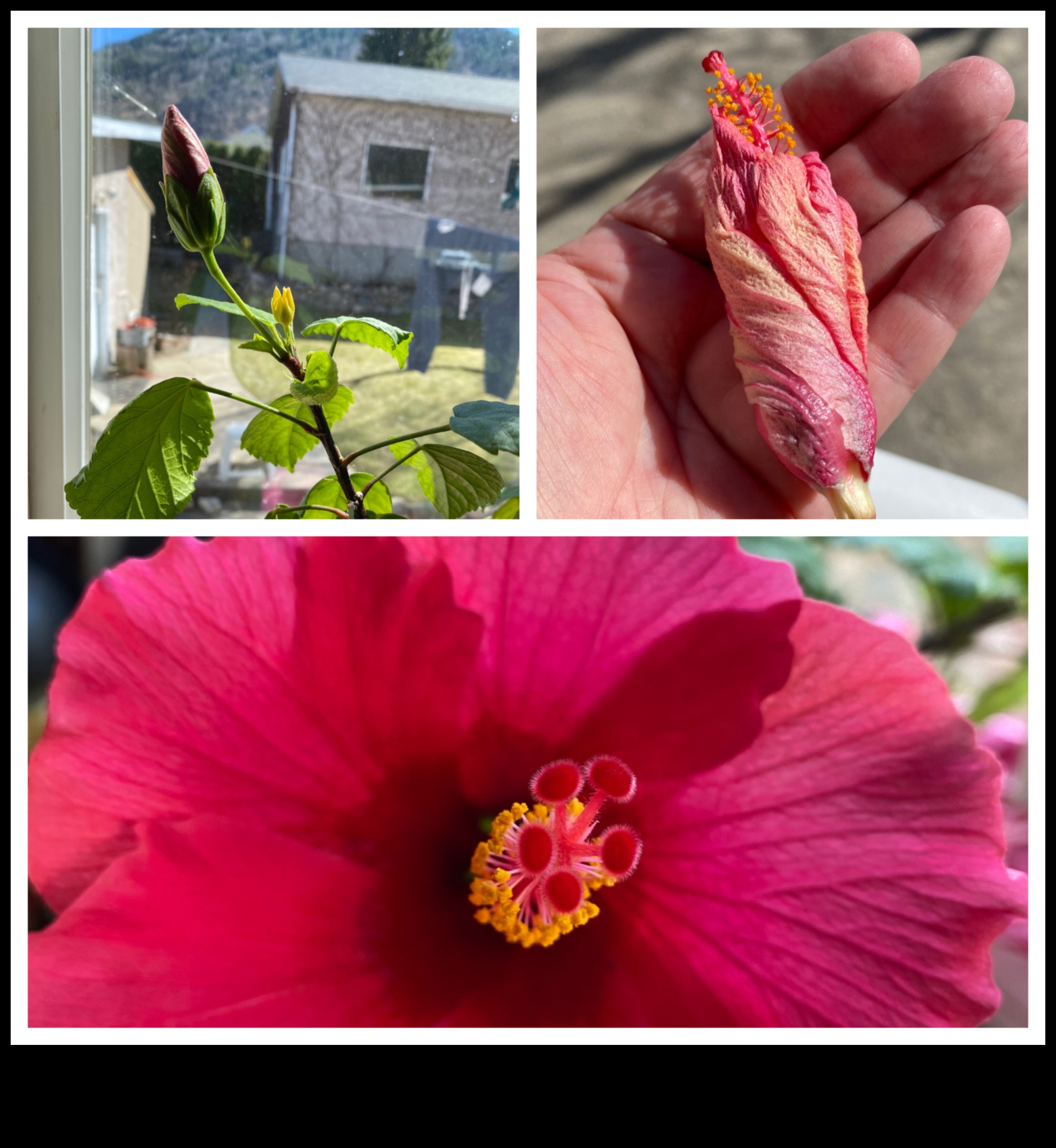 Morning Bloom: Începeți -vă ziua chiar cu zestul plin de viață al lui Hibiscus