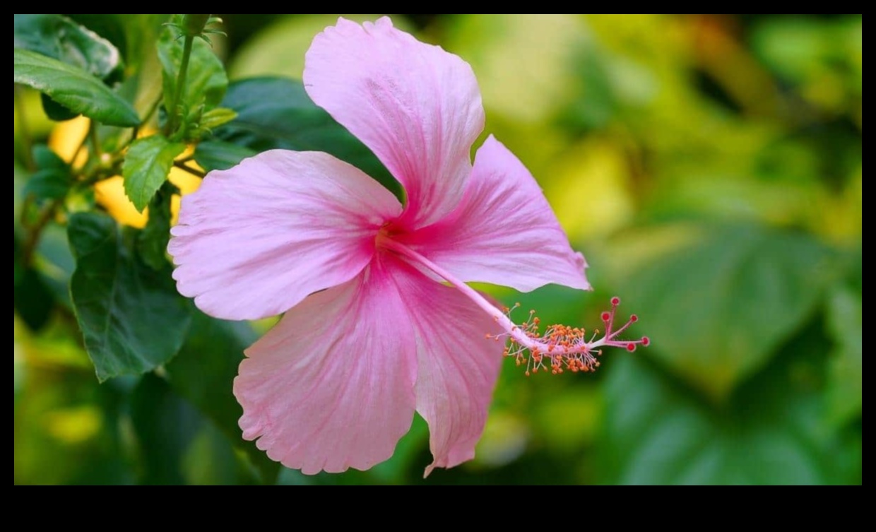 Morning Bloom: Începeți -vă ziua chiar cu zestul plin de viață al lui Hibiscus