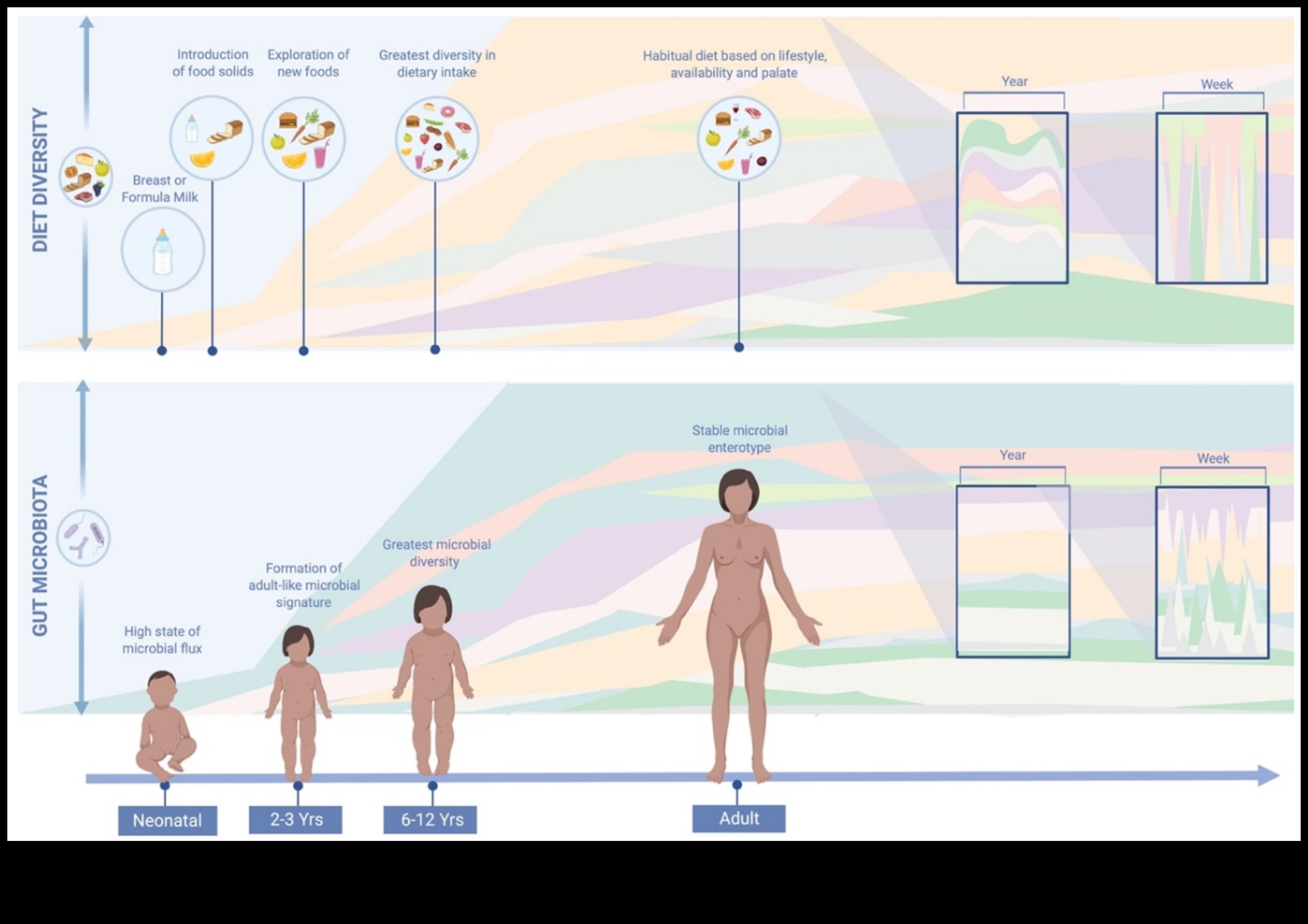 Dietele pe termen lung și microbiomul intestinal: o interacțiune dinamică