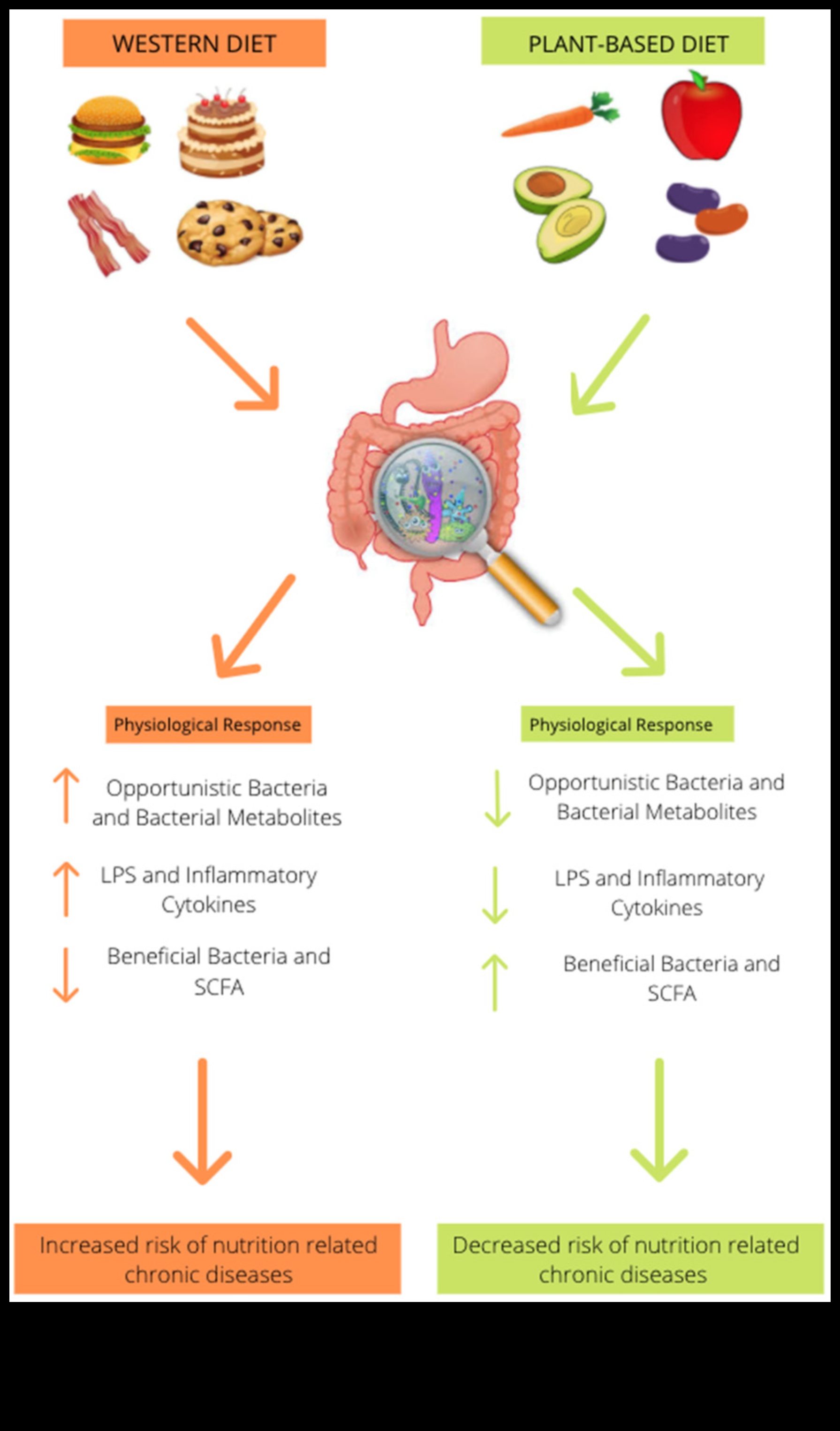 Dietele pe termen lung și microbiomul intestinal: o interacțiune dinamică