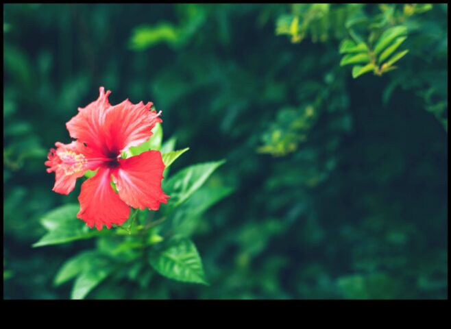 Hibiscus înflorirea dimineții care îți va energiza ziua