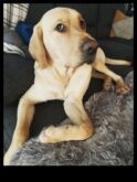 Pui de paw-sit-uri perfecte înțelegând comportamentul canin